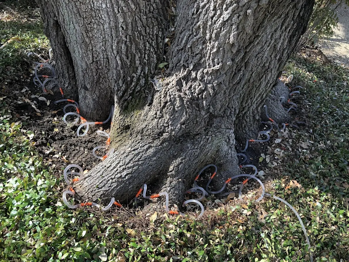 Detailed Tree Cabling and Bracing job site in Plano