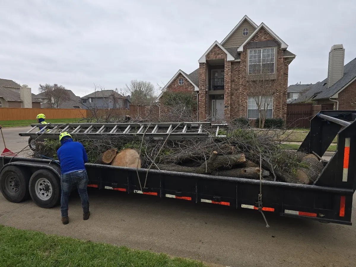 Expert Tree Pest Control with proper safety equipment in Plano
